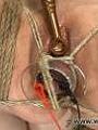Videos Electrosex & Pain Cybernetbucks